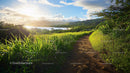 Sunlit Path Through Lush Greenery Overlooking Mountains
