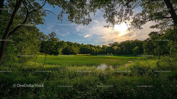 Tranquil Green Meadow with Reflective Pond at Sunset