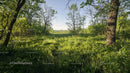Serene Woodland Path with Lush Spring Foliage