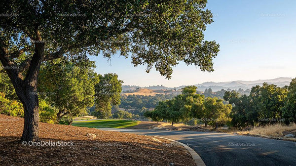 Sunny Countryside with Rolling Hills and Oak Trees