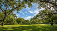 Tranquil Park with Sunlit Oak Trees and Clear Blue Sky