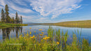 Serene Lake with Yellow Wildflowers and Pine Trees