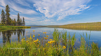 Serene Lake with Yellow Wildflowers and Pine Trees