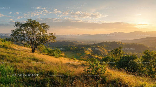 Sunset Over Rolling Green Hills and Solitary Tree