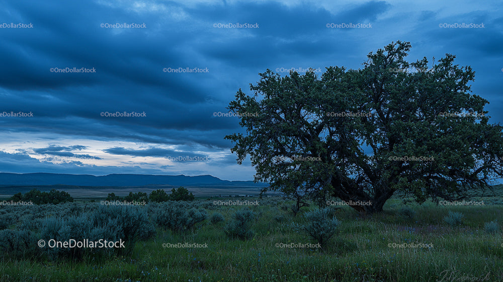 Lone Tree Under a Dramatic Evening Sky in Open Wilderness