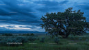 Lone Tree Under a Dramatic Evening Sky in Open Wilderness