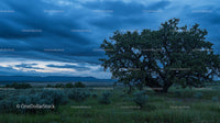 Lone Tree Under a Dramatic Evening Sky in Open Wilderness