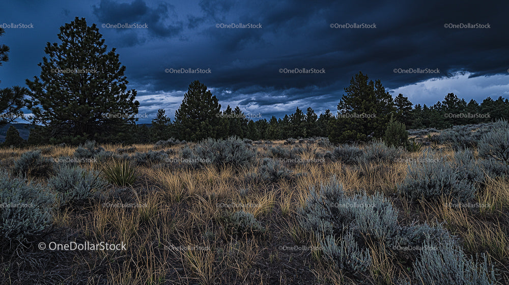 Stormy Sky Over Pine Forest and Wild Prairie