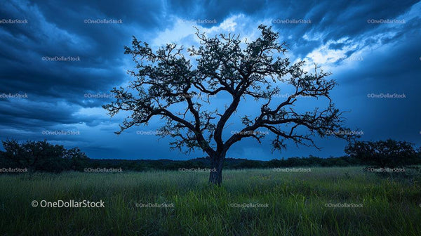Lonely Oak Tree Under Dramatic Evening Sky