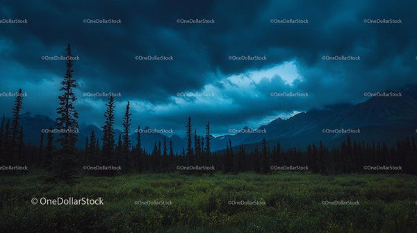 Dramatic Stormy Sky Over Lush Evergreen Forest