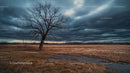 Solitary Tree Under Dramatic Storm Clouds at Dusk