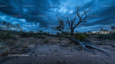 Twisted Tree Against Dramatic Evening Sky in Desert Landscape
