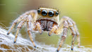 Close-Up of Jumping Spider on Web with Vibrant Background
