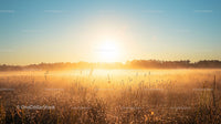 Golden Sunrise Over Misty Meadow with Dewdrops