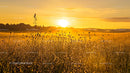 Golden Sunrise Over a Dew-Kissed Field