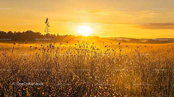 Golden Sunrise Over a Dew-Kissed Field