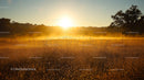 Breathtaking Sunrise Over Misty Golden Meadow