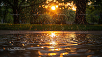 Golden Sunset Reflected in Rippling Park Water with Rain