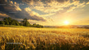 Golden Wheat Field at Sunset with Dramatic Sky