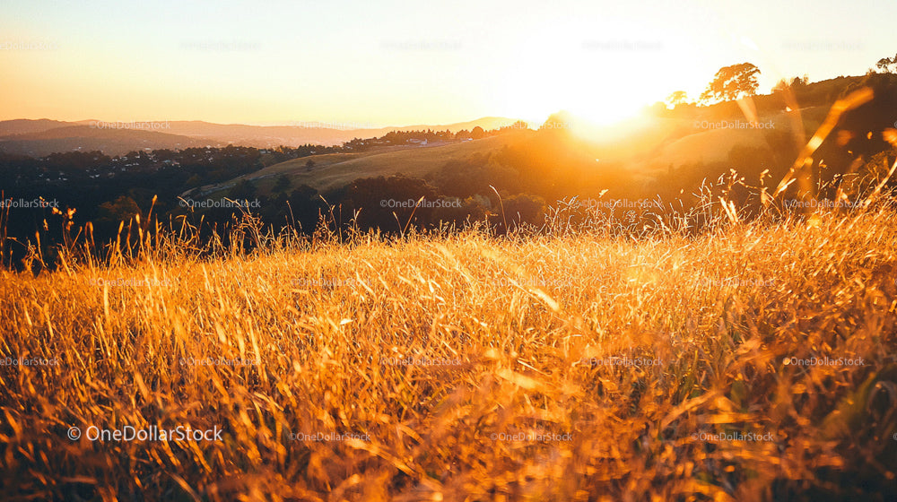 Golden Meadow Under a Glorious Sunset