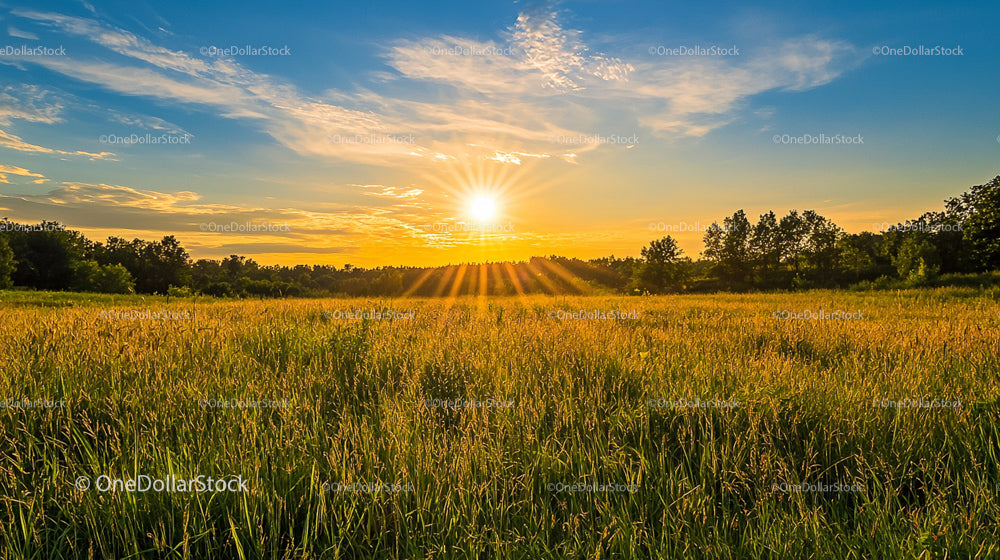 Golden Sunset Over a Tranquil Countryside Field