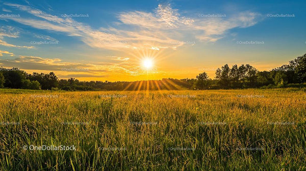 Golden Sunset Over a Tranquil Countryside Field