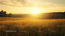 Golden Sunset Over Serene Wheat Field in Summer