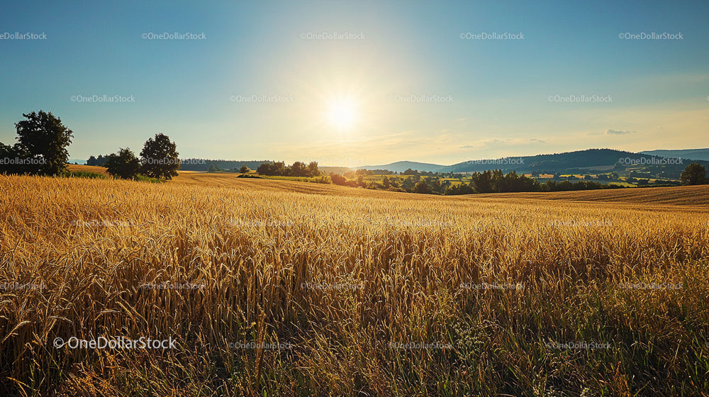 Golden Wheat Field at Sunset with Serene Countryside View