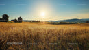 Golden Wheat Field at Sunset with Serene Countryside View