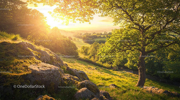 Sunlit Valley with Lush Trees and Rolling Hills
