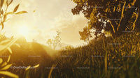 Golden Sunset Over Tranquil Meadow with Greenery
