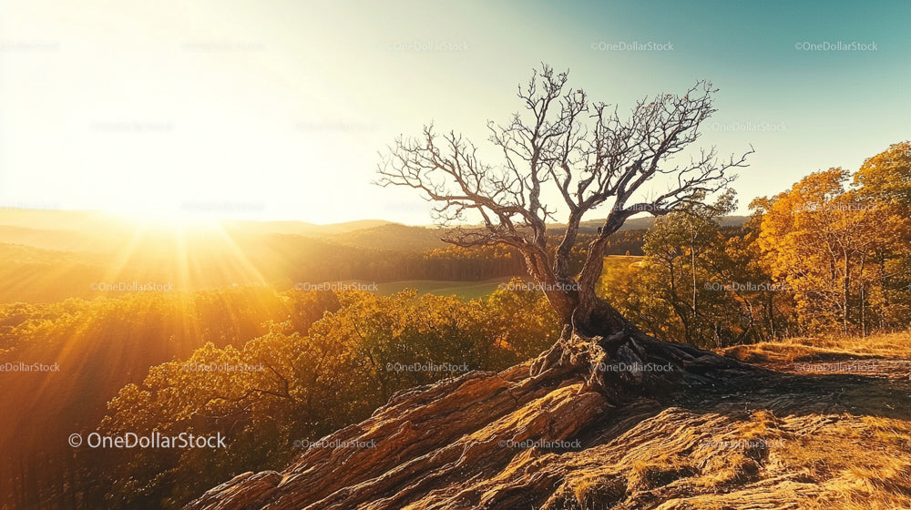 Dramatic Sunset Over Autumn Landscape with Bare Tree