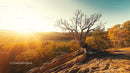 Dramatic Sunset Over Autumn Landscape with Bare Tree