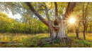 Sunlight Streaming Through Ancient Oak Tree in Forest