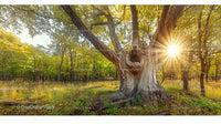 Sunlight Streaming Through Ancient Oak Tree in Forest