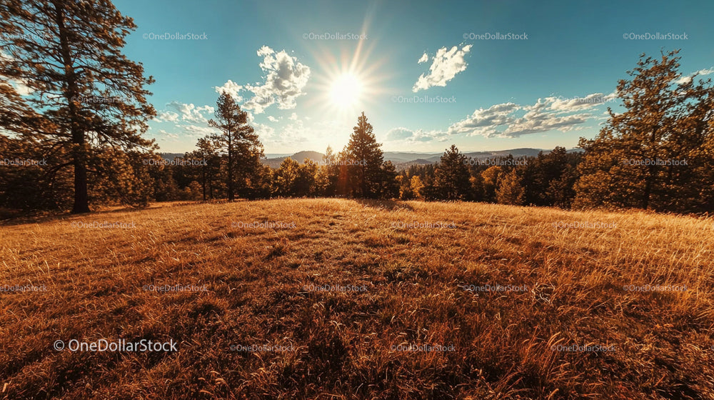 Golden Sunset Over Autumn Pine Landscape