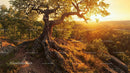 Solitary Tree at Sunset on Rocky Cliff Overlooking Forest