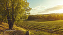 Sunset Over Lush Vineyard with Rolling Green Fields