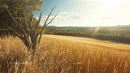 Golden Wheat Field with Sunlit Landscape and Dry Tree