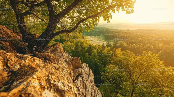 Golden Hour Overlooking Lush Forest and Rocky Cliff