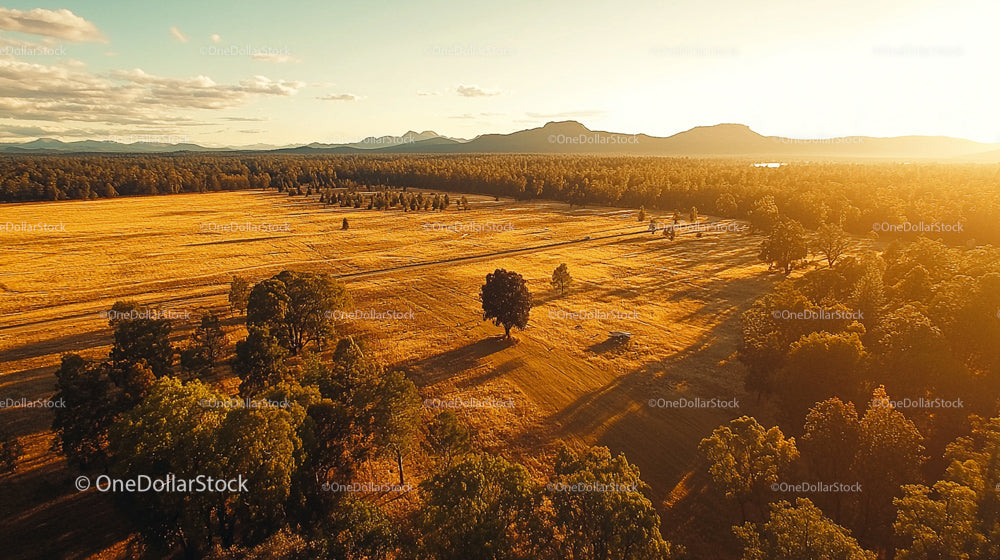 Golden Fields at Sunset with Trees Casting Long Shadows