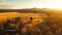 Golden Fields at Sunset with Trees Casting Long Shadows