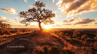 Scenic Sunset Over Lone Tree in Vibrant Landscape