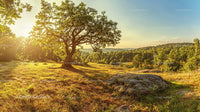 Majestic Oak Tree in Sunlit Meadow at Golden Hour