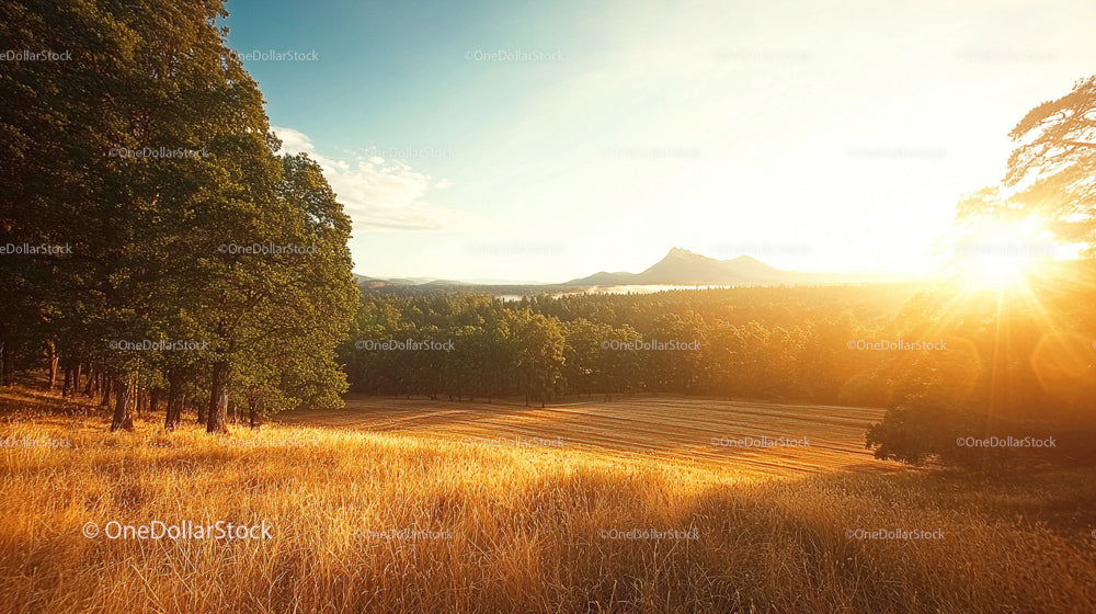 Golden Sunset Over Tranquil Field and Forest