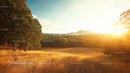 Golden Sunset Over Tranquil Field and Forest