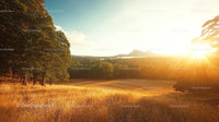 Golden Sunset Over Tranquil Field and Forest