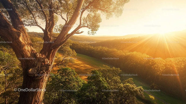 Majestic Sunset Over a Serene Forest Landscape