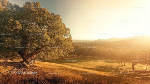 Majestic Oak Tree in Golden Hour Overlooking Rolling Hills
