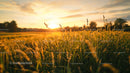 Golden Hour Over a Tranquil Grass Field at Sunset